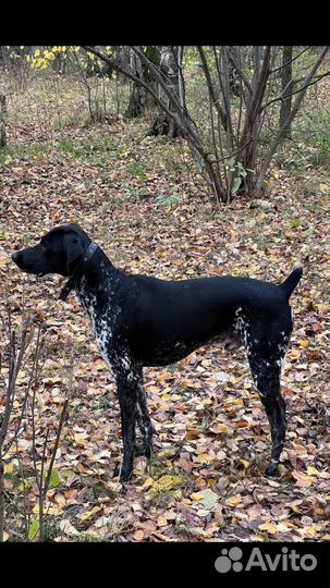 Курцхаар вязка