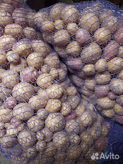 Мелкая картошка