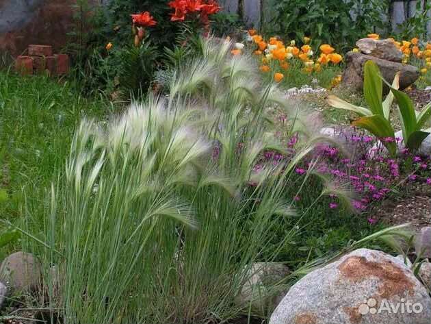 Ячмень гривастый многолетний