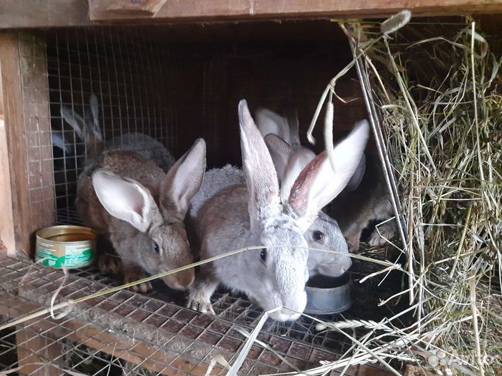 Кролики породы великан