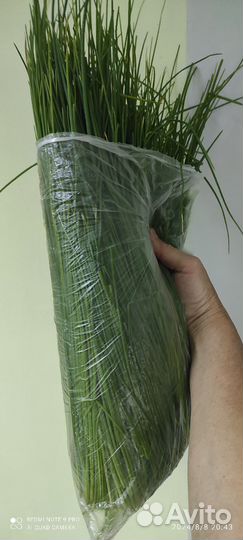 Лук зеленый