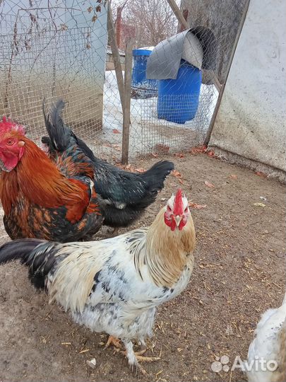 Молодые петухи