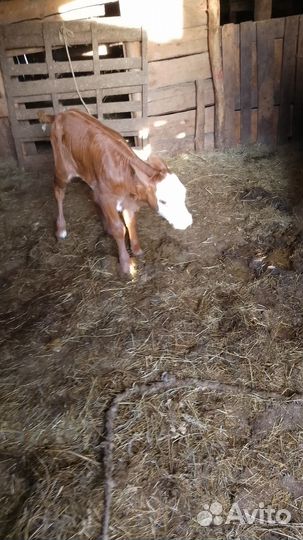 Корова с телком