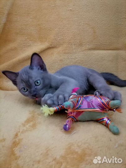 Котенок бурмы