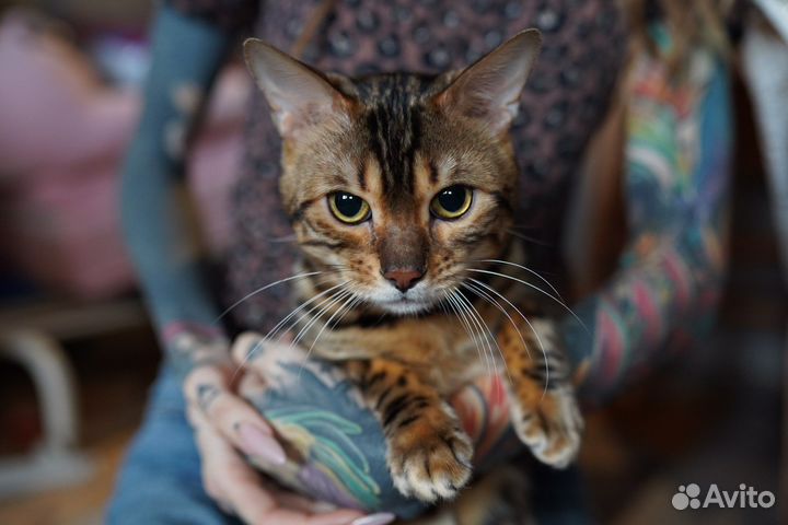 Бенгальский кот в дар