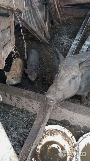 Порося свинки