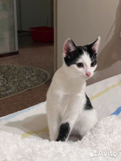 Котенок мальчик бесплатно