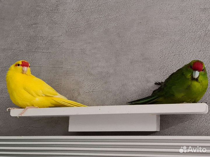 Передержка Попугаев или птиц
