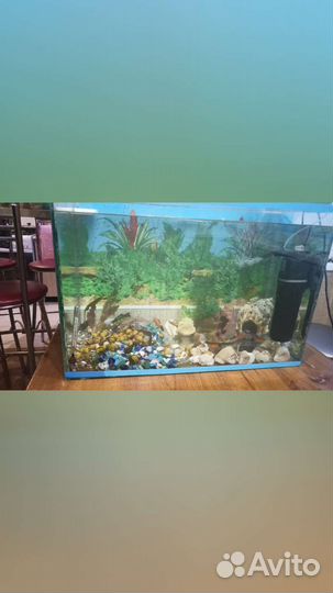 Рыбки мулинезии