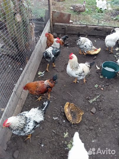 Индоутки, петухи