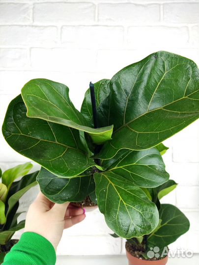 Фикус лирато бамбино