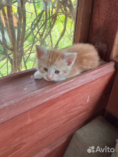 Отдам в добрые руки милых котят