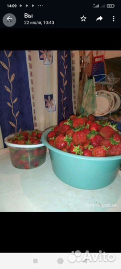 Саженцы ягоды Фестивальная