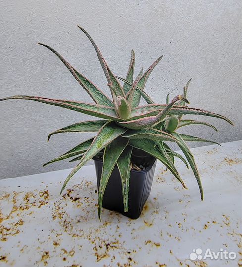 Алоэ сортовые/видовые/культивары (Aloe cultivars)