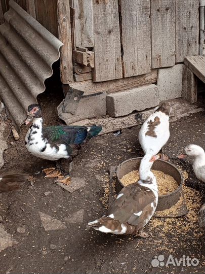 Мускусные утки (шипуны)