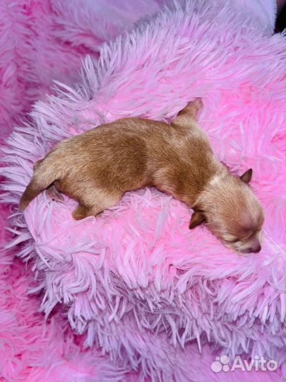 Той-терьер щенки