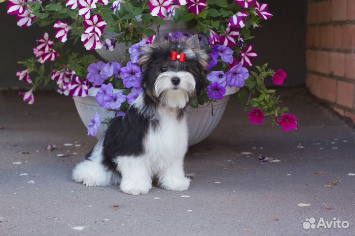 Щенок Бивер девочка