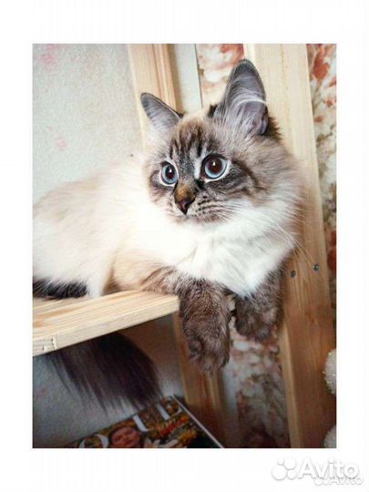 Кошка