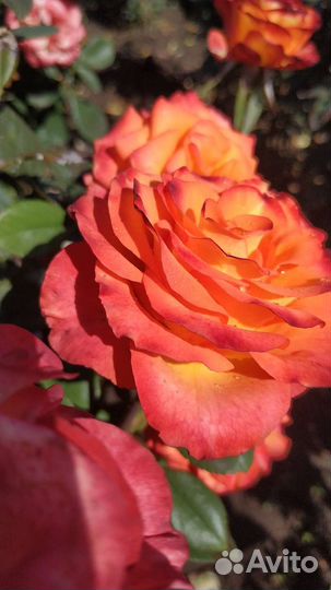 Саженцы роз