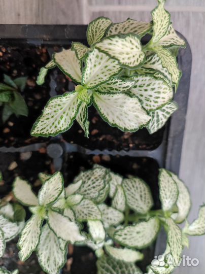 Фиттония, ананас