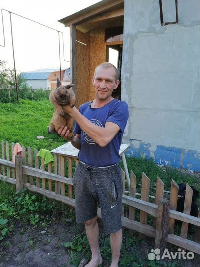 Продам породистого кролика в хорошие руки