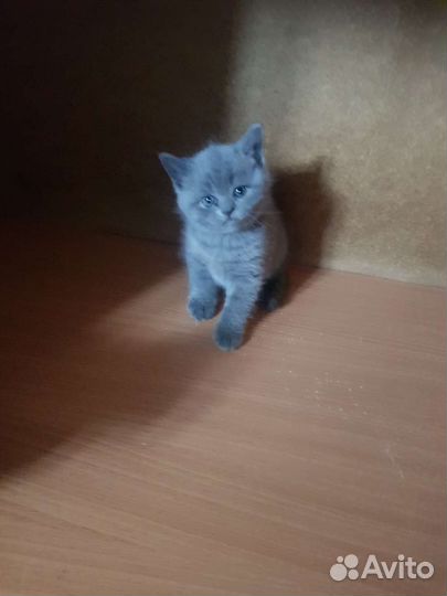 Британские котята
