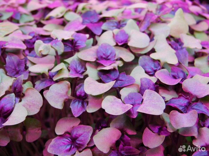 Микрозелень