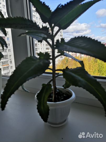 Каланхоэ лечебное