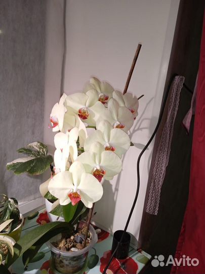 Орхидея