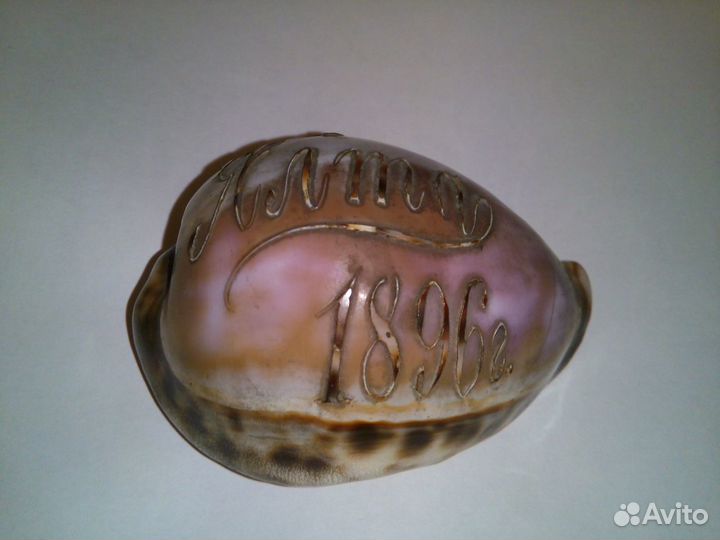 Ракушка с гравировкой 19 век