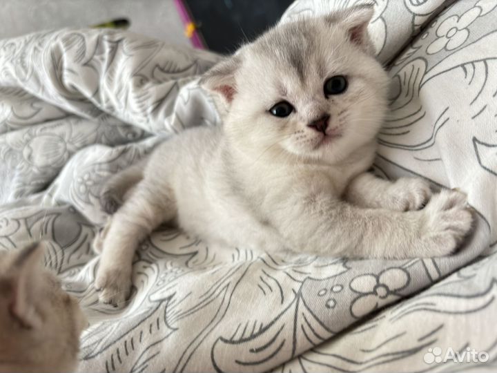 Котенок шиншилла