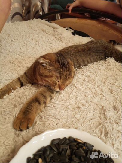 Кот