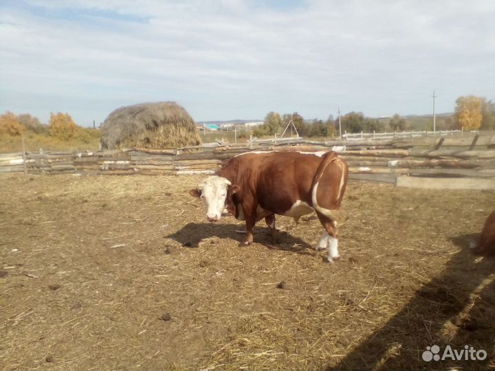 Быки, корова, телёнок