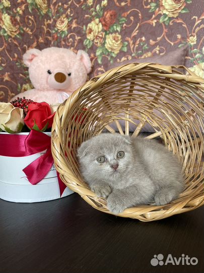 Шотландские котята