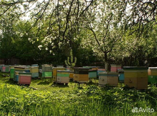 Мед 2024 года натуральный оптом