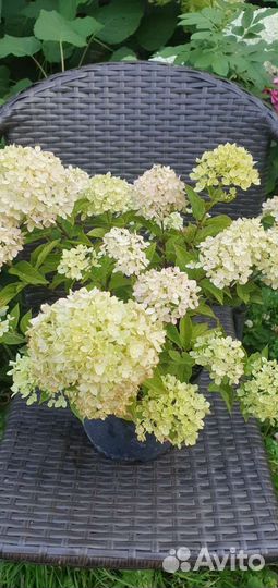 Гортензия грандифлора