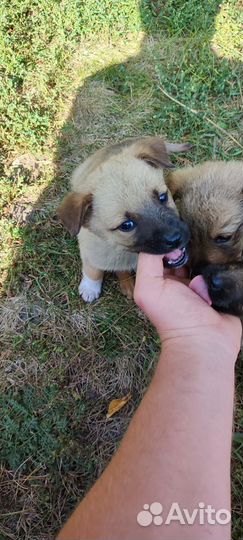 Щенок в добрые руки бесплатно