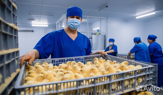 Работник на птицефабрику на вахту
