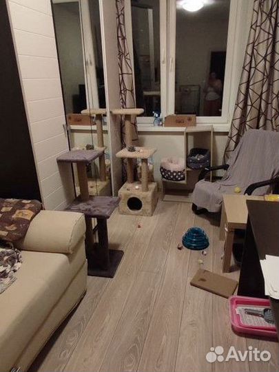 Передержка для кошек