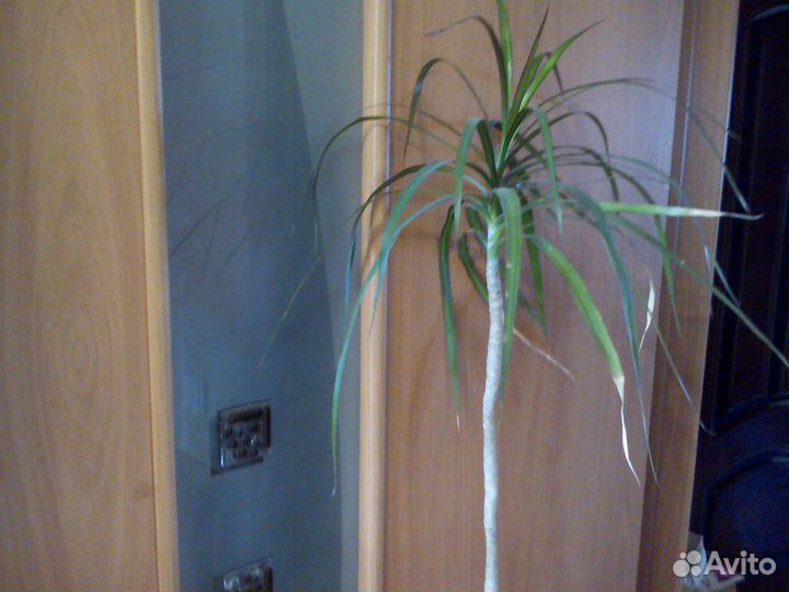 Цветы драцена 1м 30 см