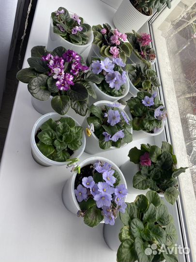 Фиалка сортовая в горшке 8 шт