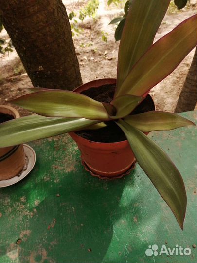 Цветы комнатные