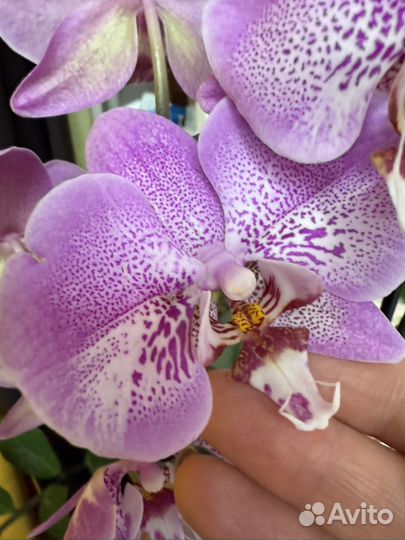 Орхидея фаленопсис Jillion