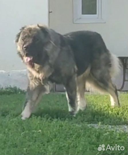 Кавказская овчарка щенки