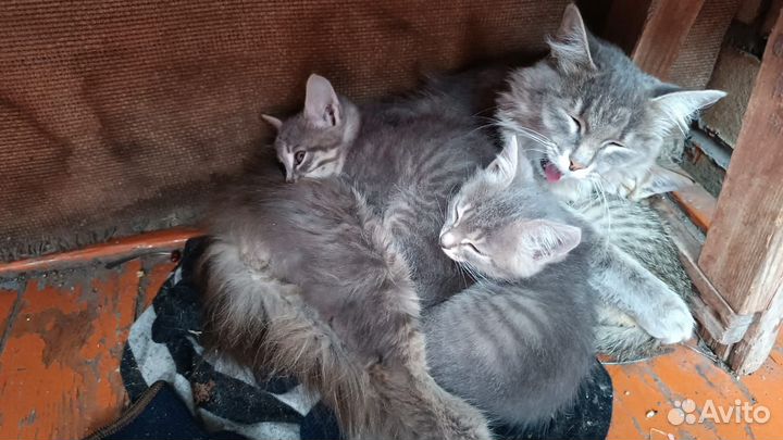 Котята, мышеловы