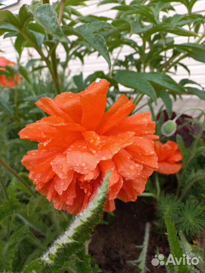 Декоративные маки