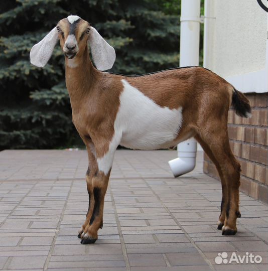 Англо-нубийские козлята