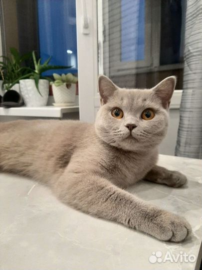 Отдам даром бесплатно