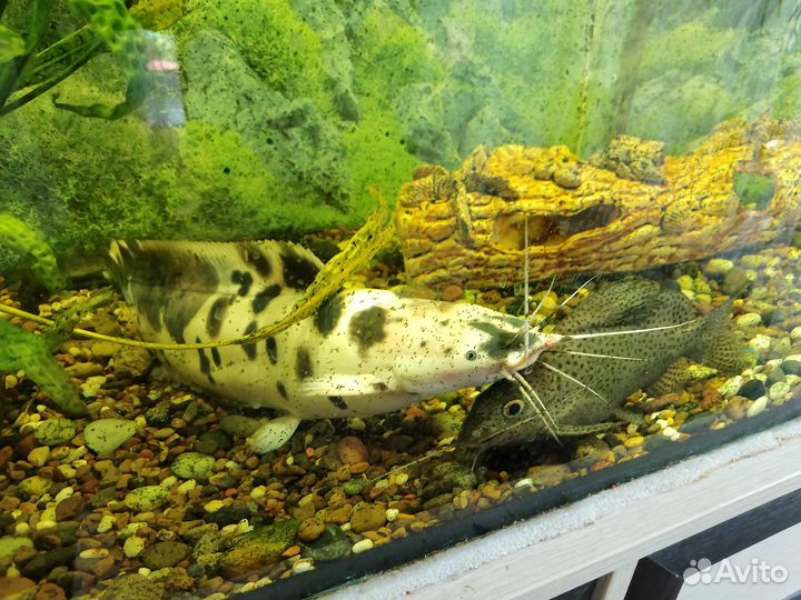 Аквариумные сомы