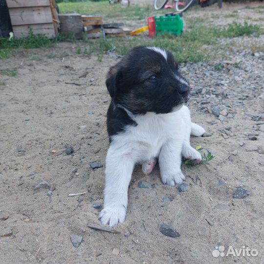 Щенки бесплатно